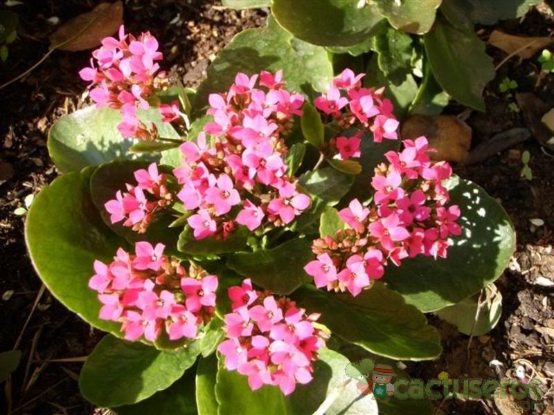 A photo of Kalanchoe blossfeldiana