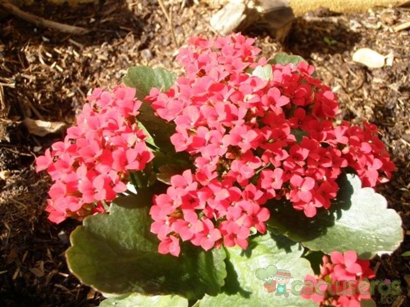 A photo of Kalanchoe blossfeldiana