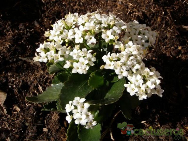 A photo of Kalanchoe blossfeldiana