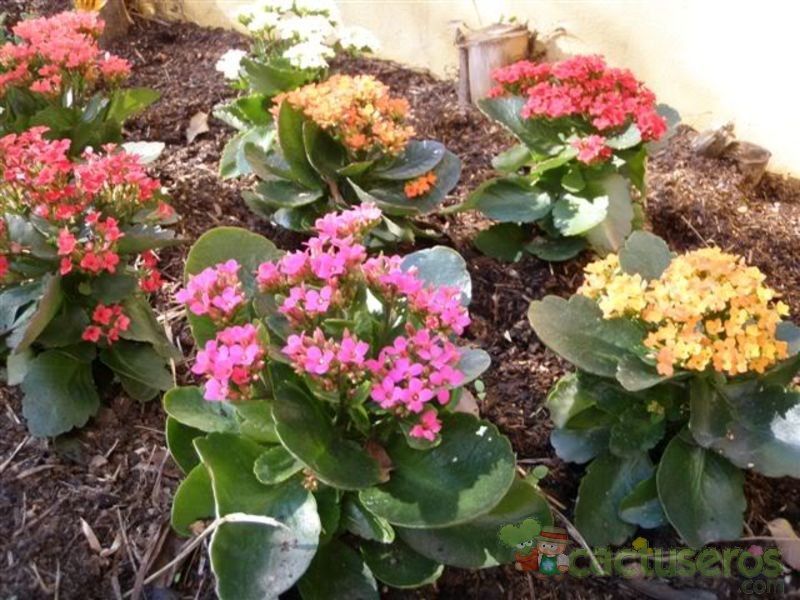 A photo of Kalanchoe blossfeldiana