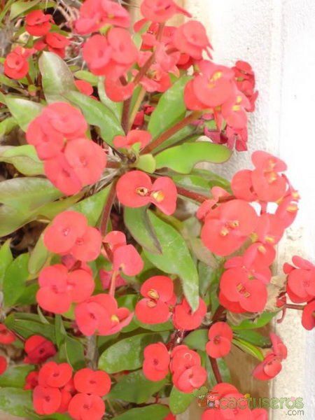 A photo of Euphorbia milii var. splendens