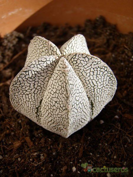 A photo of Astrophytum myriostigma cv. ONZUKA