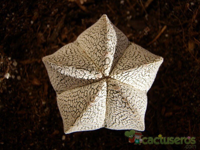 A photo of Astrophytum myriostigma cv. ONZUKA