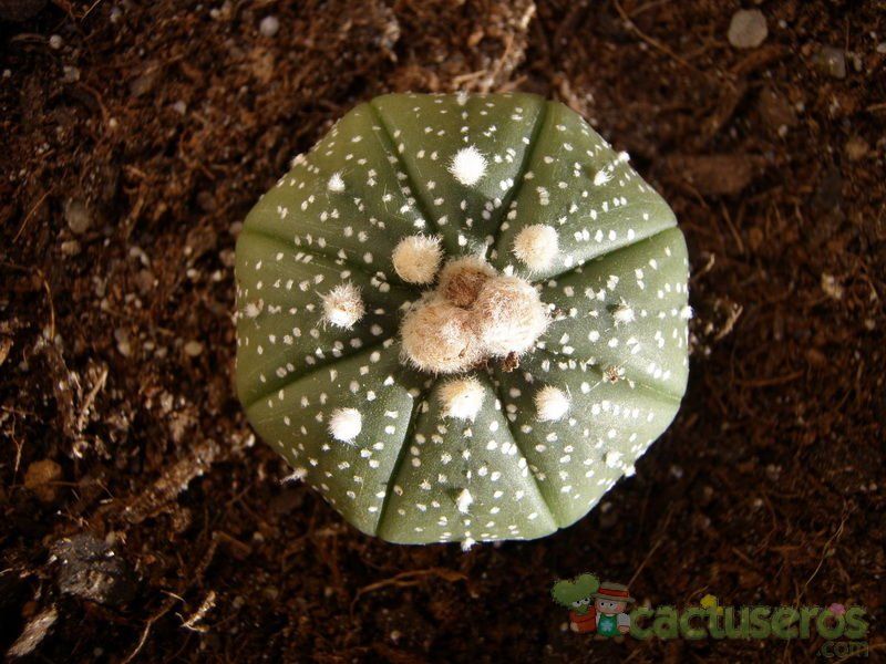 Una foto de Astrophytum asterias