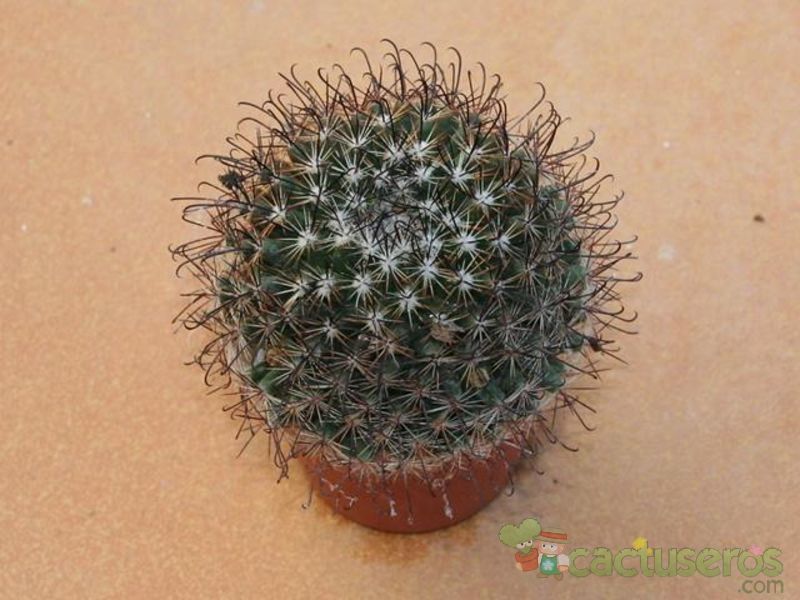 A photo of Mammillaria duoformis