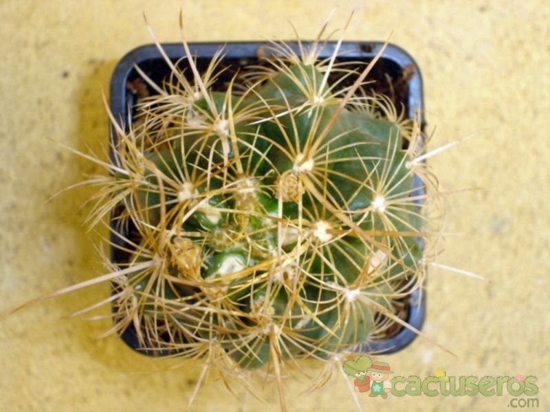 Una foto de Thelocactus bicolor ssp. bicolor