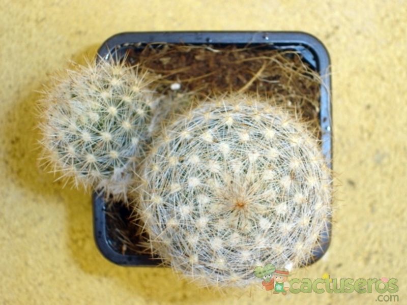 Una foto de Escobaria dasyacantha