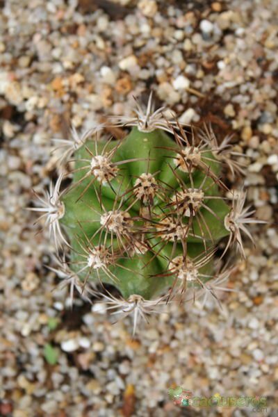A photo of Echinopsis caineana