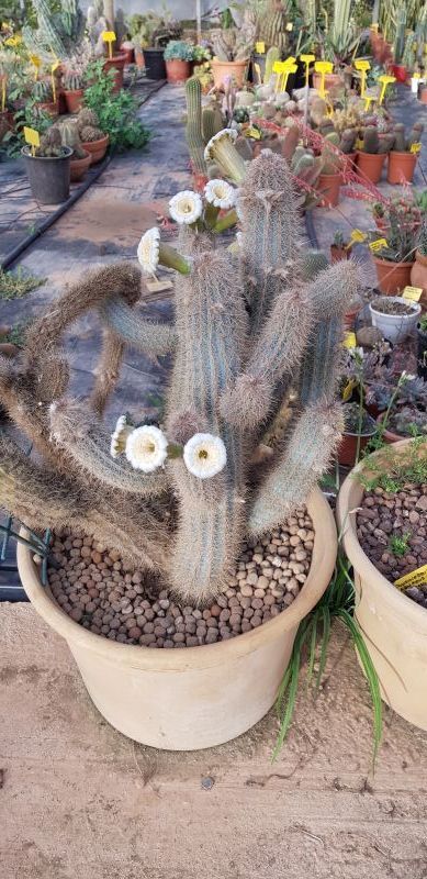A photo of Pilosocereus gounellei