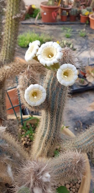 A photo of Pilosocereus gounellei