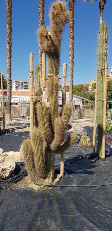 Una foto de Echinopsis atacamensis