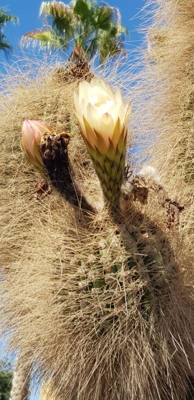 Una foto de Echinopsis atacamensis