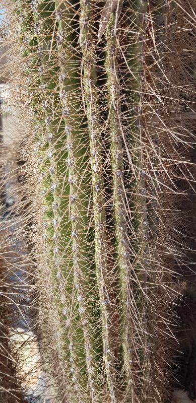 Una foto de Echinopsis atacamensis