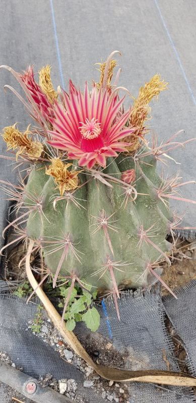 Una foto de Ferocactus herrerae