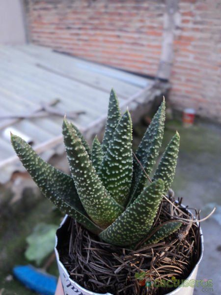 A photo of Gasterhaworthia cv. royal highness