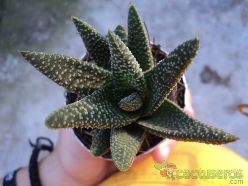 A photo of Gasterhaworthia cv. royal highness
