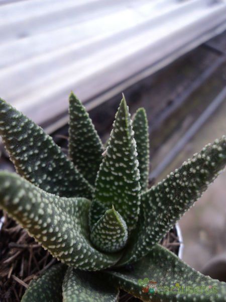 A photo of Gasterhaworthia cv. royal highness