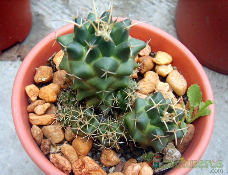 Una foto de Coryphantha ottonis