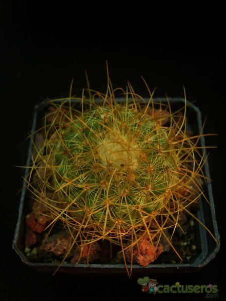Una foto de Mammillaria rhodantha ssp. pringlei