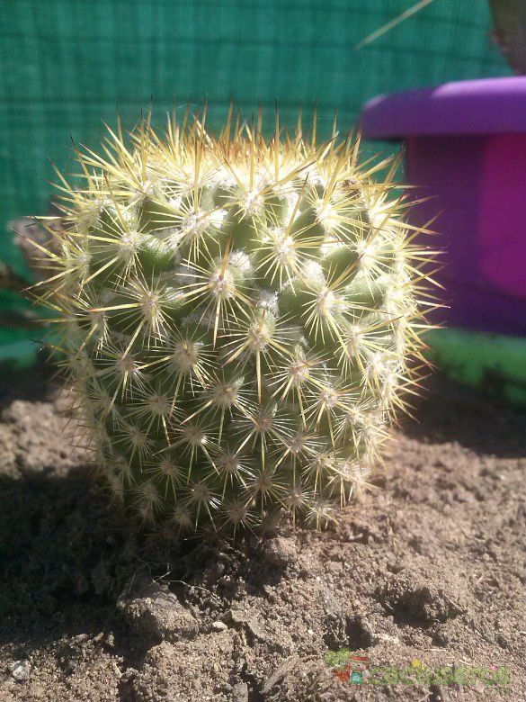 Una foto de Mammillaria columbiana ssp. yucatanensis