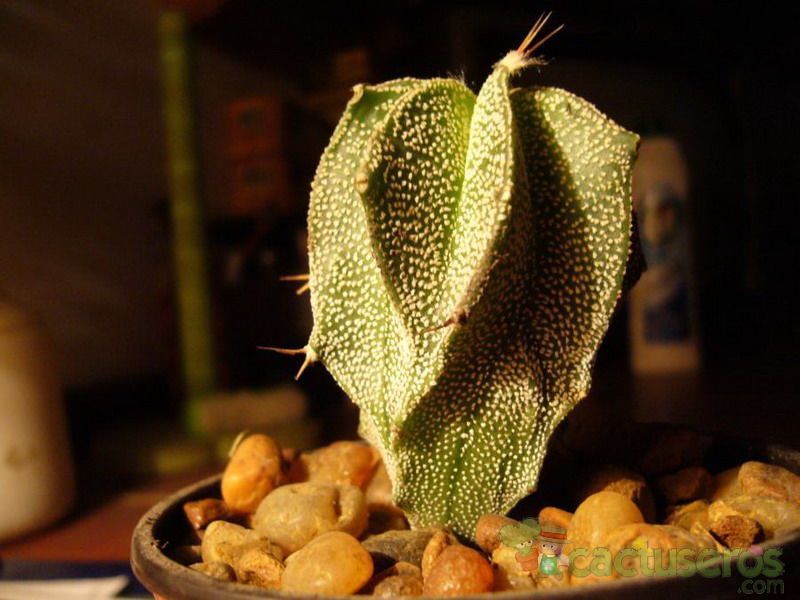 A photo of Astrophytum ornatum