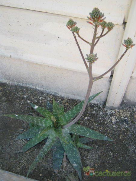A photo of Aloe maculata