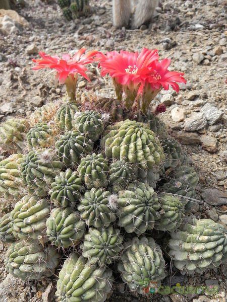 Una foto de Echinopsis maximiliana