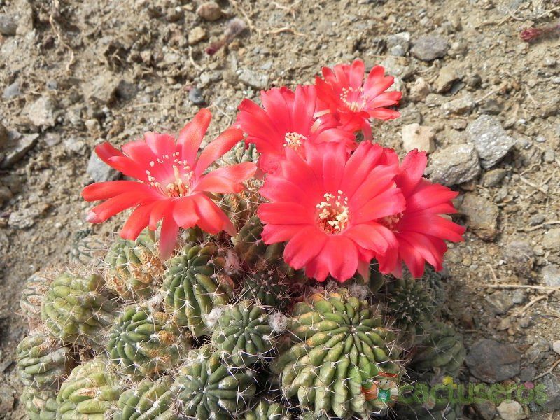 Una foto de Echinopsis maximiliana