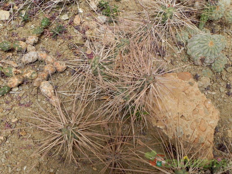 Una foto de Tephrocactus aoracanthus