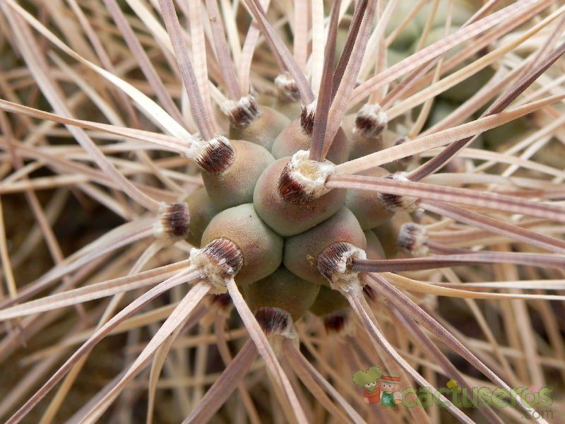 Una foto de Tephrocactus aoracanthus
