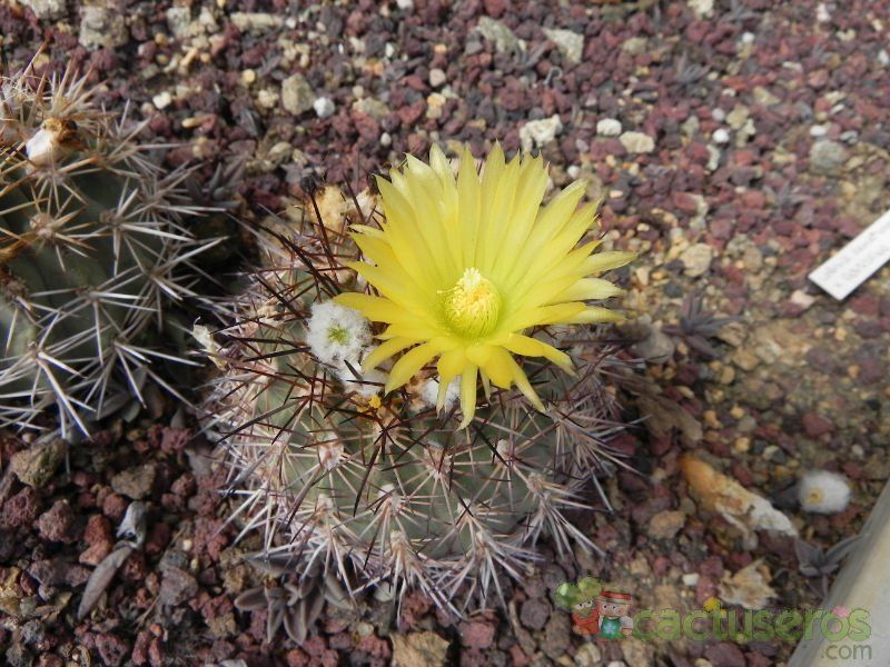 A photo of Eriosyce islayensis