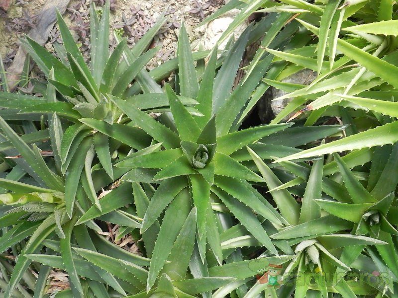A photo of Dyckia brevifolia