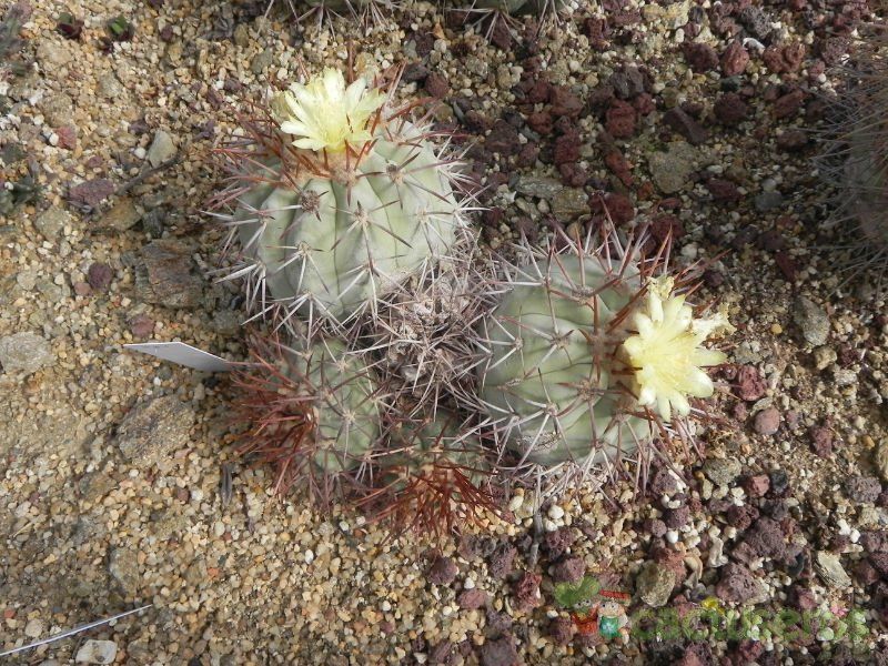 A photo of Copiapoa gigantea