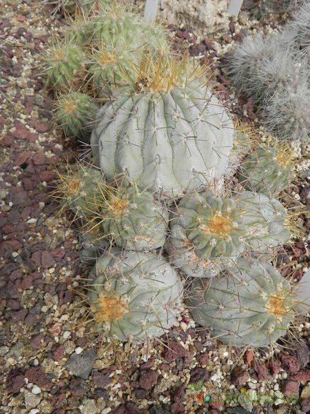 A photo of Copiapoa gigantea