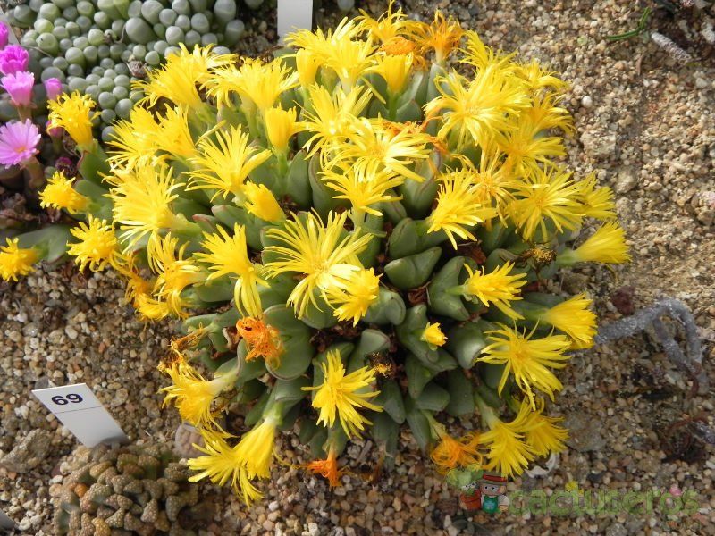Una foto de Conophytum bilobum 