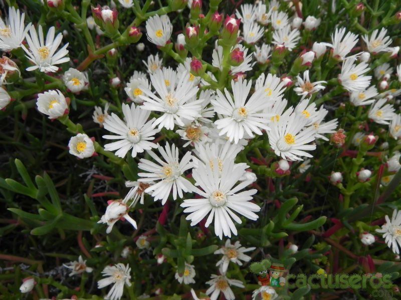 Una foto de Ruschia multiflora