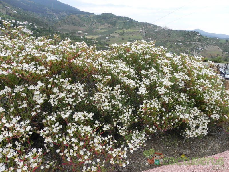 A photo of Ruschia multiflora