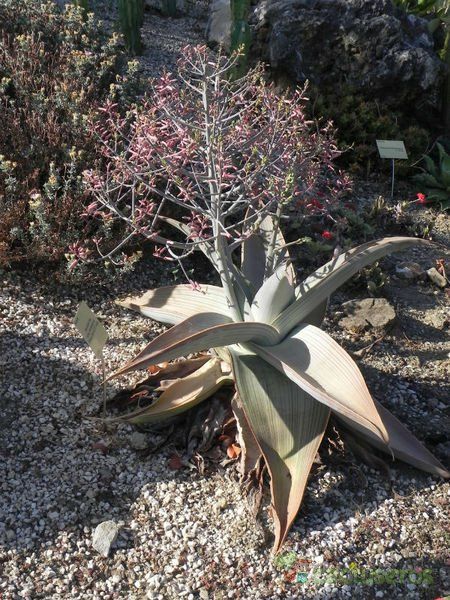 A photo of Aloe karasbergensis