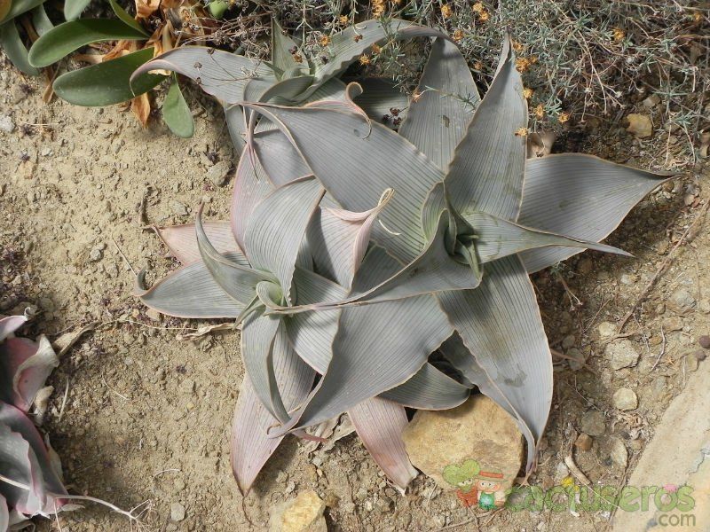 A photo of Aloe karasbergensis