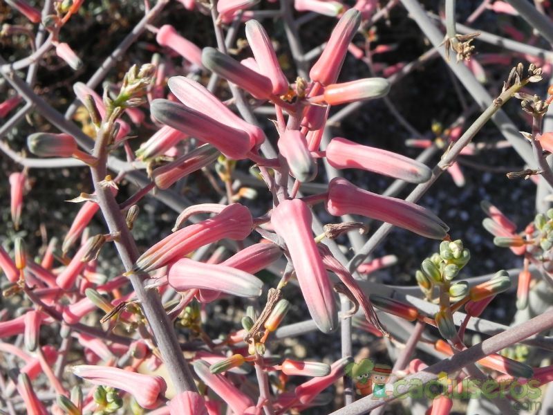 A photo of Aloe karasbergensis