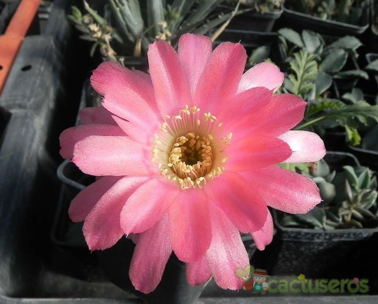 Una foto de Echinopsis caineana