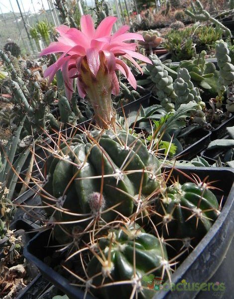 Una foto de Echinopsis caineana