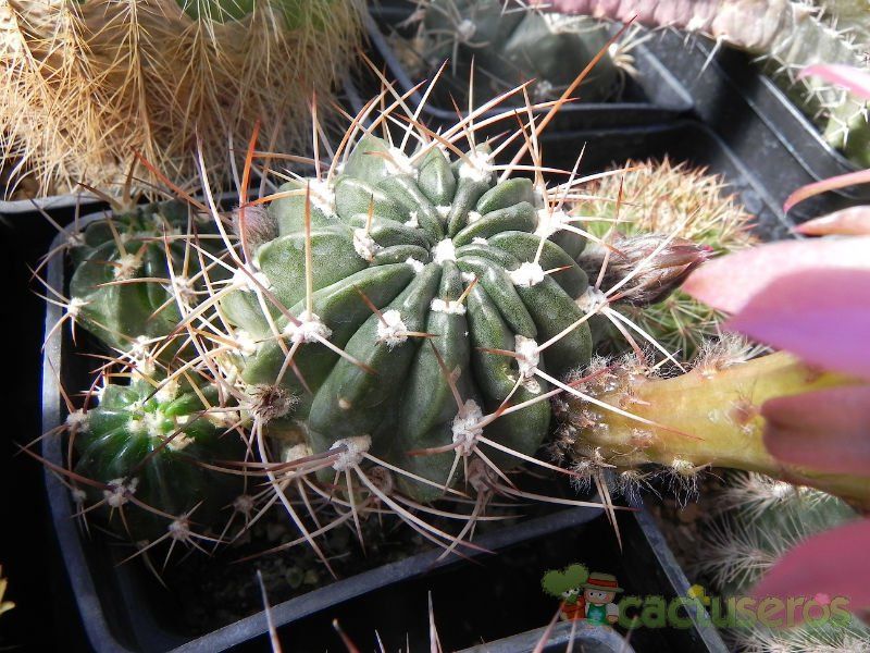 Una foto de Echinopsis caineana