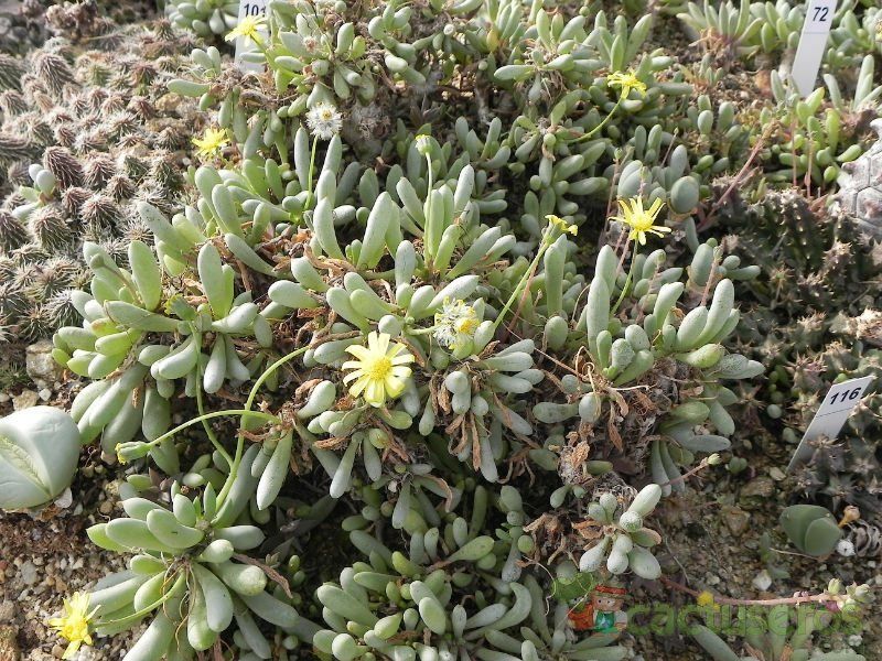 Una foto de Othonna clavifolia