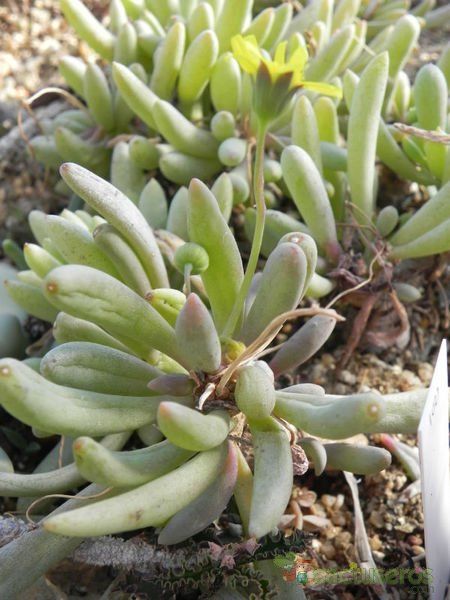 Una foto de Othonna clavifolia