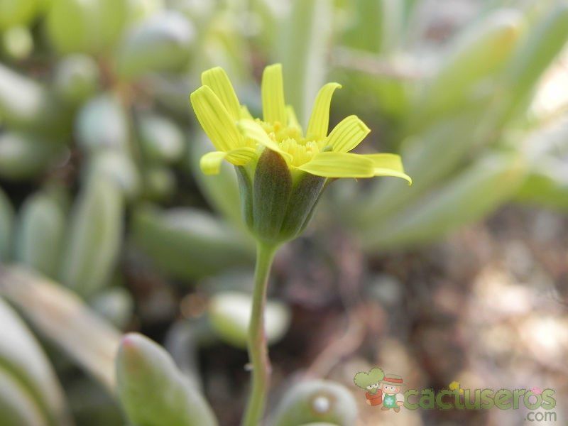 Una foto de Othonna clavifolia