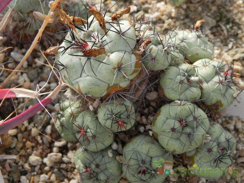 Una foto de Ortegocactus macdougallii