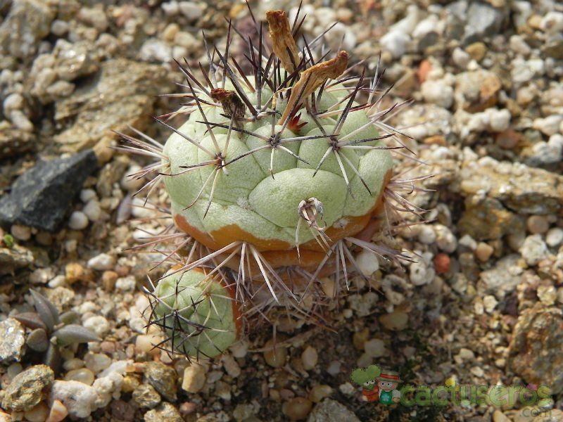 Una foto de Ortegocactus macdougallii