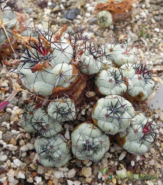 Una foto de Ortegocactus macdougallii