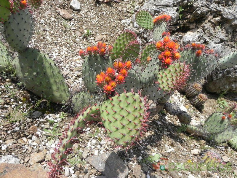 Una foto de Opuntia stenopetala